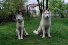 Siberian husky - teniatka s pp