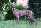 Anglick chrt-greyhound-tata s PP