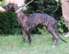 Anglick chrt-greyhound-tata s PP