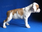 AMSTAFF šteniatka s PP
