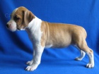 AMSTAFF šteniatka s PP