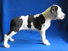 AMSTAFF šteniatka s PP