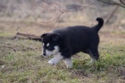 Siberian husky