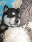 Siberian husky
