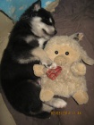 Siberian husky