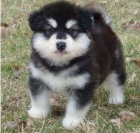Sibisk husky tata