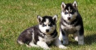 Sibisk husky tata.