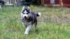 Sibisk husky tata.
