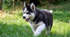 Sibisk husky tata.