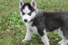 tata Husky