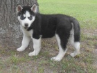 tata Husky