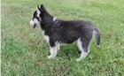 tata Husky