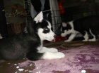 Sibirsk husky tenata.