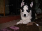 Sibirsk husky tenata.