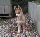 Sibisk husky bez PP