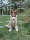 Sibisk husky bez PP