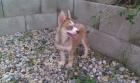 Sibisk husky bez PP
