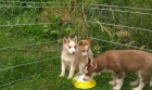 Sibisk husky bez PP