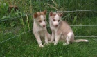 Sibisk Husky bez PP, 2 fenky