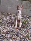 Sibisk Husky bez PP fenka