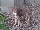 Sibisk Husky bez PP fenka