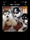 Roztomil Sibisk husky tata