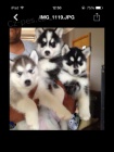 Roztomil Sibisk husky tata