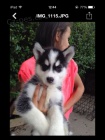 Roztomil Sibisk husky tata