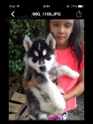 Roztomil Sibisk husky tata