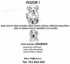 Hlídání a venčení psů