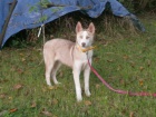 Sibisk Husky