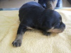 Rottweiler, rotvajler, RTW