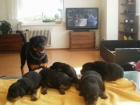 Rottweiler, rotvajler, RTW