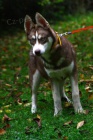 Sibisk Husky