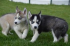 Fantasticky Sibisk husky tata
