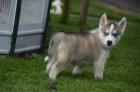 Fantasticky Sibisk husky tata