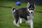 Fantasticky Sibisk husky tata