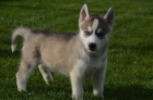 Fantasticky Sibisk husky tata