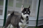 Fantasticky Sibisk husky tata