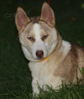 Sibisk Husky