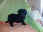 Pudl trpasli
