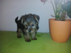 Jorkrsk terir s biro genem 