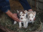 tyi modr oi sibisk Huskys tata