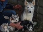 tyi modr oi sibisk Huskys tata