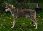 Sibisk Husky