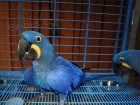 Prodm Hyacint papouek papouci pro prodej