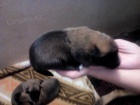 Belgický ovčák malinois - štěňata