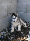 Sibisk Husky