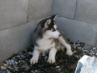 Sibisk Husky