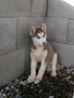 Sibisk Husky